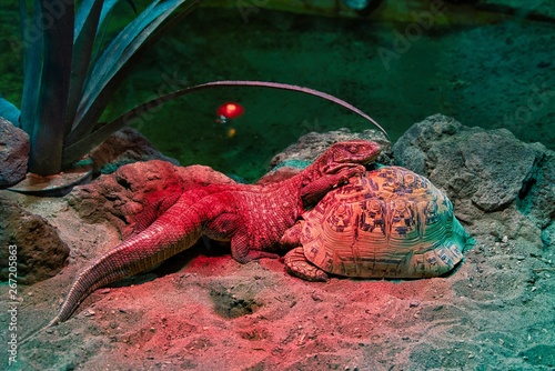 Turtle and Lizard Sleeping Together 