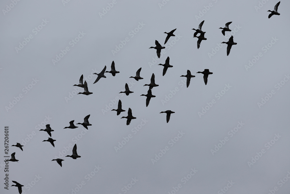 A flock of ducks flying against a gray sky background ...