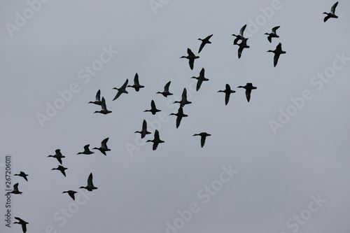 A flock of ducks flying against a gray sky background ...
