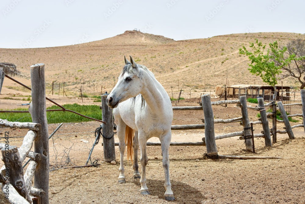 Fototapeta premium White horse in the desert. Farm animals. Summer day.