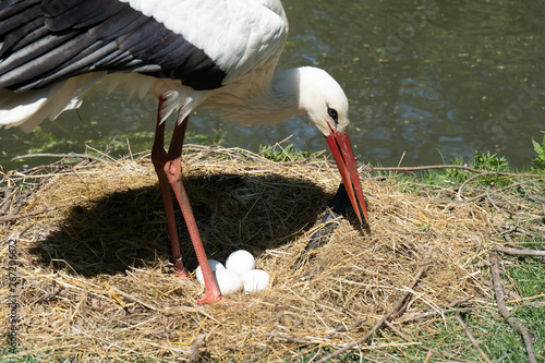 Klapperstorch Mutter (Adebar) beim behüten der eigenen Eier, Storcheneier im Nest