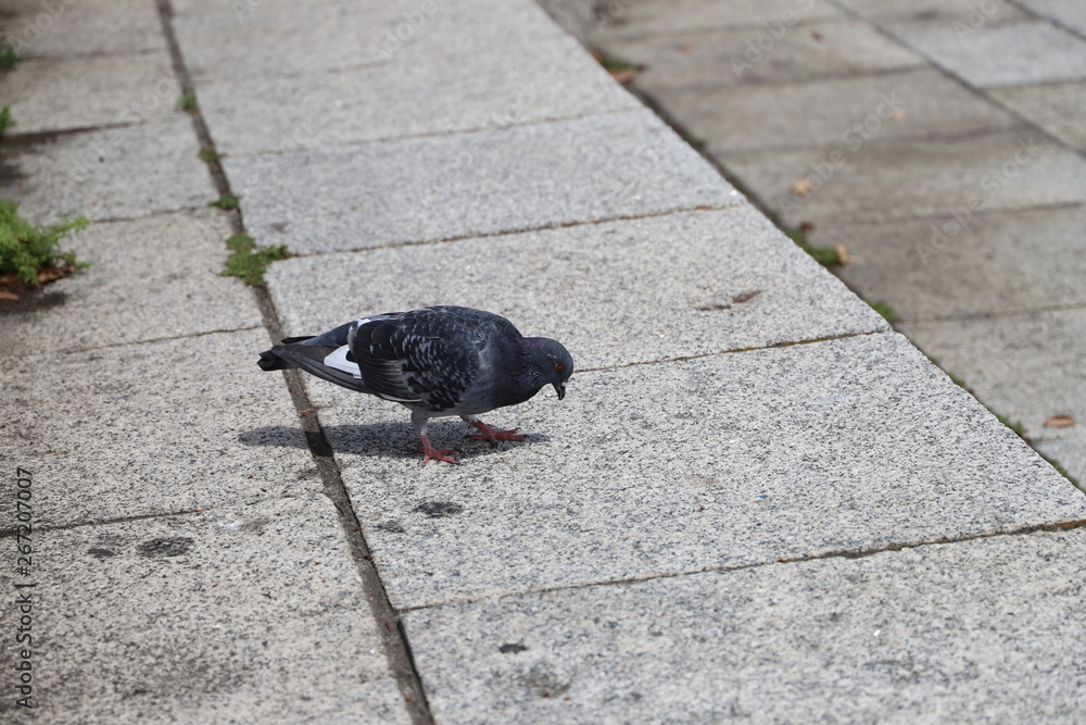 Obraz premium Pigeon de la baie de Yokohama Japon