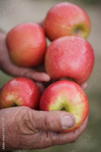 Close up of apple farmer holding fresh red apples in his weathered hands