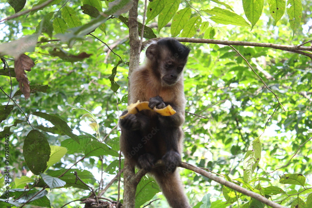 Obraz premium Monkey with Banana