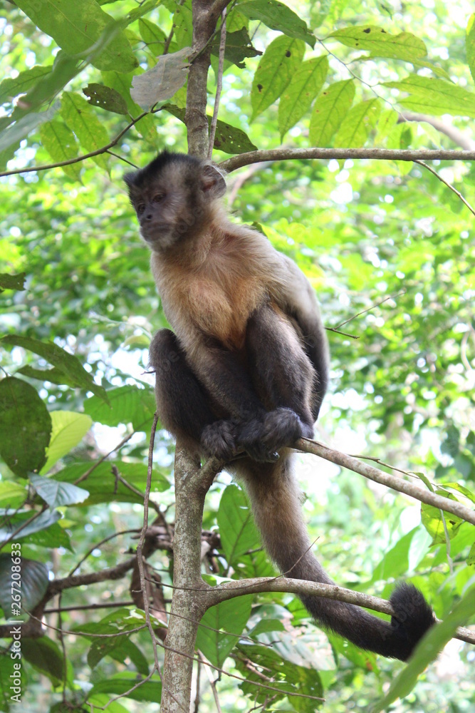 Monkey looking down Monkey looking down