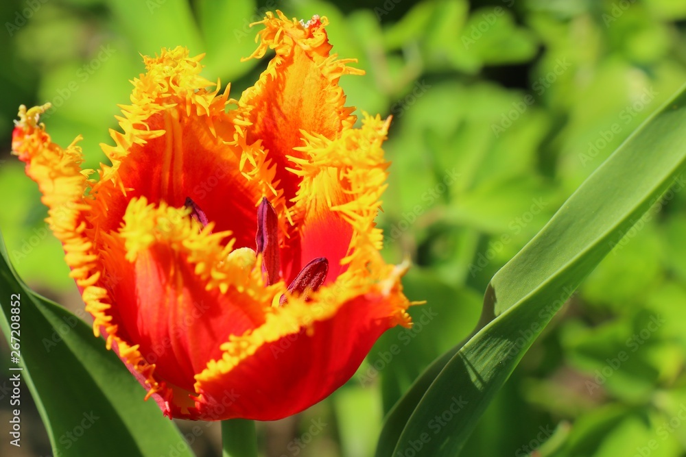 Fototapeta premium red tulip in the garden