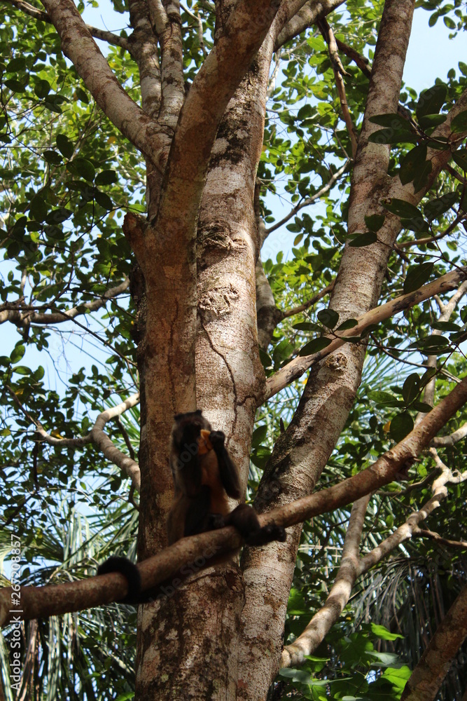 Fototapeta premium Monkey eating Banana 