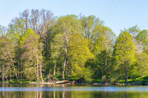 Green leafy forest at a lake in spring