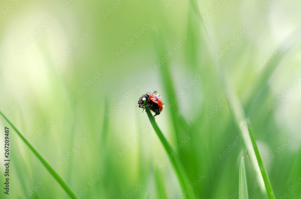 Morning dew on spring grass and little ladybug, natural background. Selective focus Morning dew on spring grass and little ladybug, natural background. Selective focus