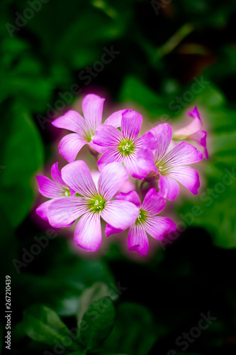 shining pink flower