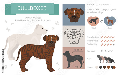 Designer, crossbreed, hybrid mix dogs collection isolated on white. Flat style clipart set