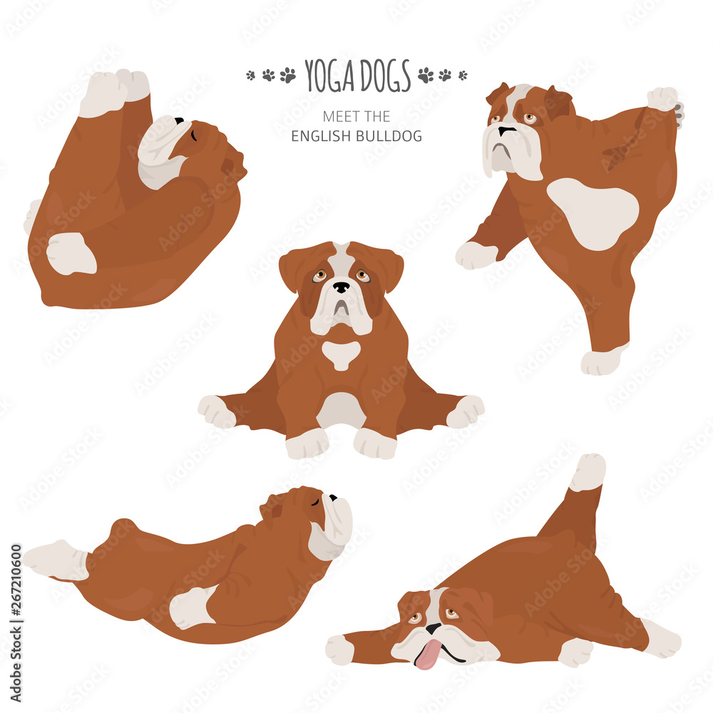 Fototapeta premium Yoga dogs poses and exercises. English bulldog clipart. Vector illustration