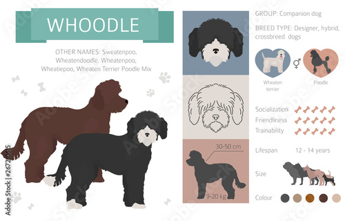 Designer dogs, crossbreed, hybrid mix pooches collection isolated on white. Flat style clipart infographic