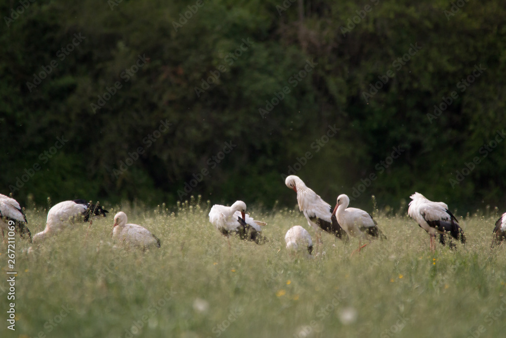 White Stork flying and standing in a field, Fuerth, Germany White Stork flying and standing in a field, Fuerth, Germany