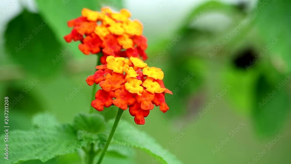 Lantana camara L benefit The leaves have hemostatic properties and help to heal fresh wounds Lantana camara L benefit The leaves have hemostatic properties and help to heal fresh wounds