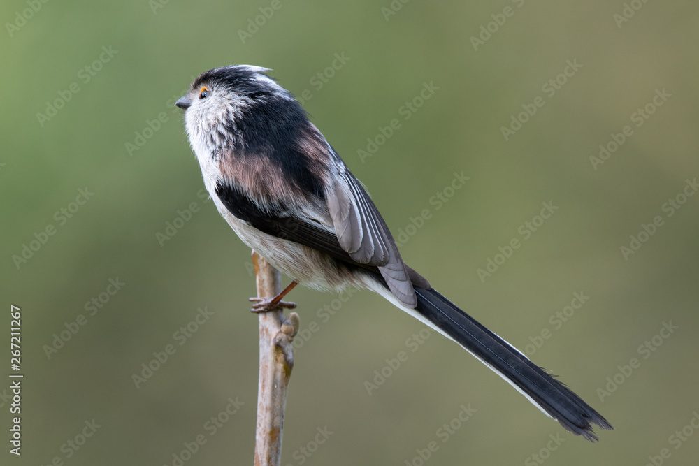 Naklejka premium Long tailed tit (Aegithalos caudatus)