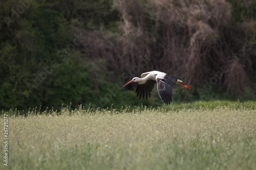White Stork flying and standing in a field, Fuerth, Germany
