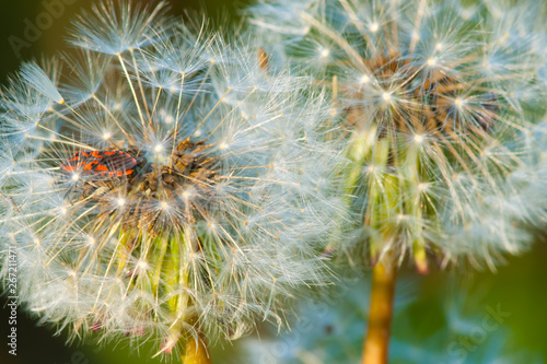 Dandelion flowers lit by setting sun. The red beetle hides inside the flower. 