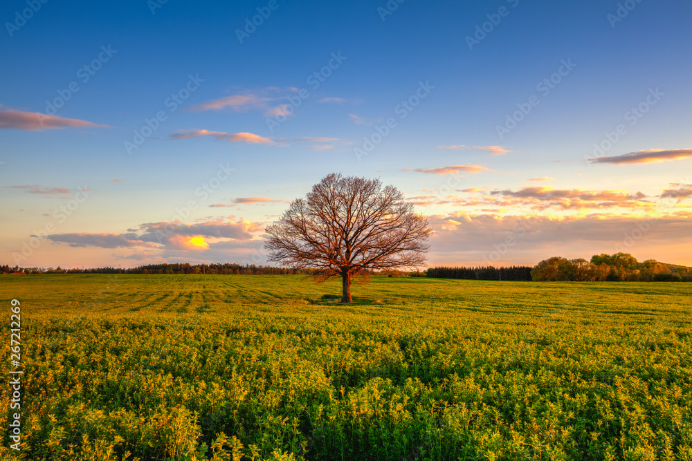 Memorable lonely tree at sunset, Czech Republic