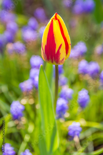 Obraz na płótnie Beautiful tulip in the garden w salonie