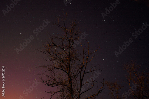 tree on a starry sky background