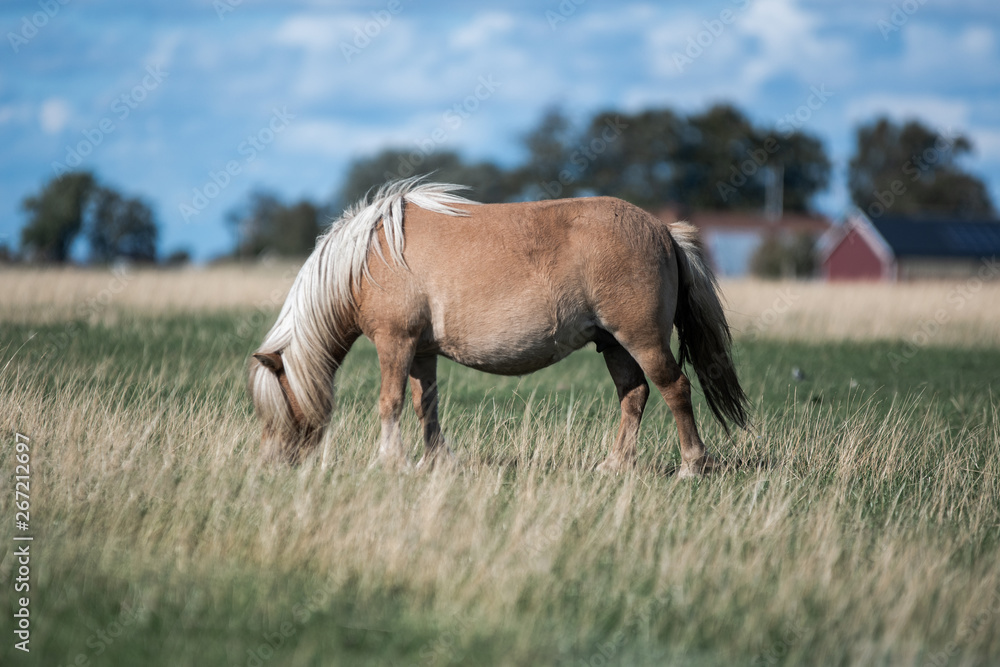 small horse grazing in field