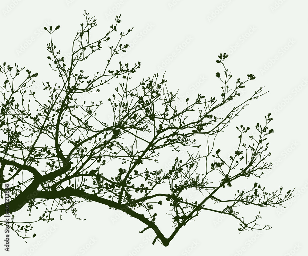 Silhouette of a branch of fruit tree in spring