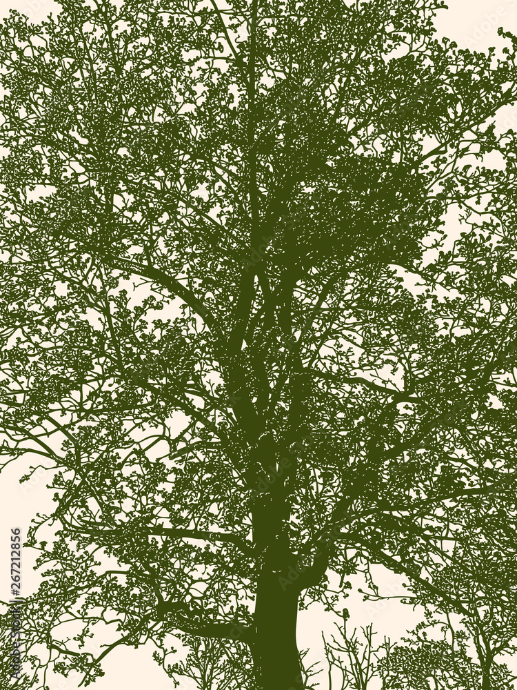 Fototapeta premium Silhouette of deciduous tree in spring