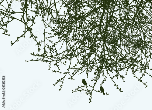 Silhouettes of branches of deciduous tree in the springtime
