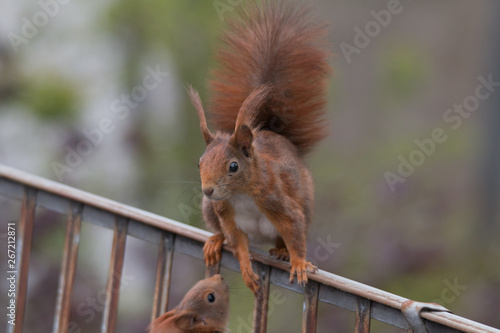 Eurasian red squirrel playing on the roof an in the tree, Fuerth, Germany photo