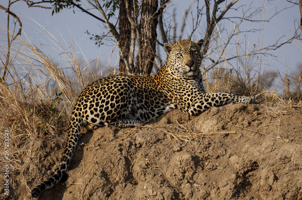 Naklejka premium leopard on a hill