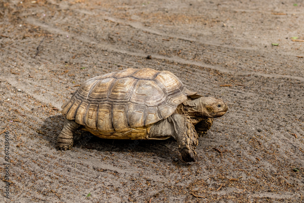 Fototapeta premium Schildkröte
