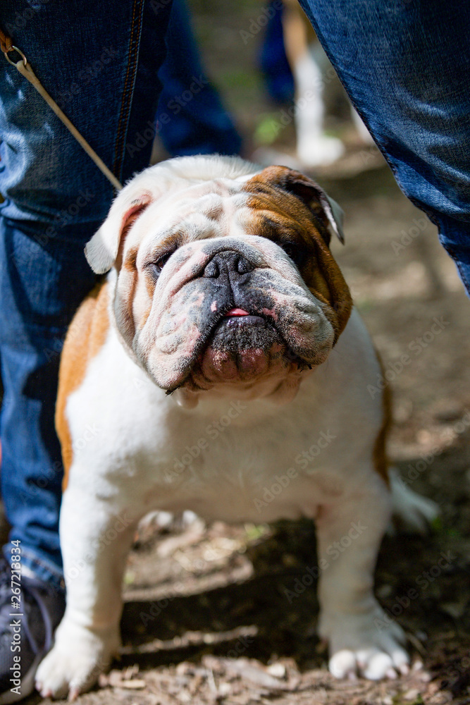 Obraz premium Bulldog breed dogs at the show. Spring, beautiful, purebred dogs, close-up, portrait.