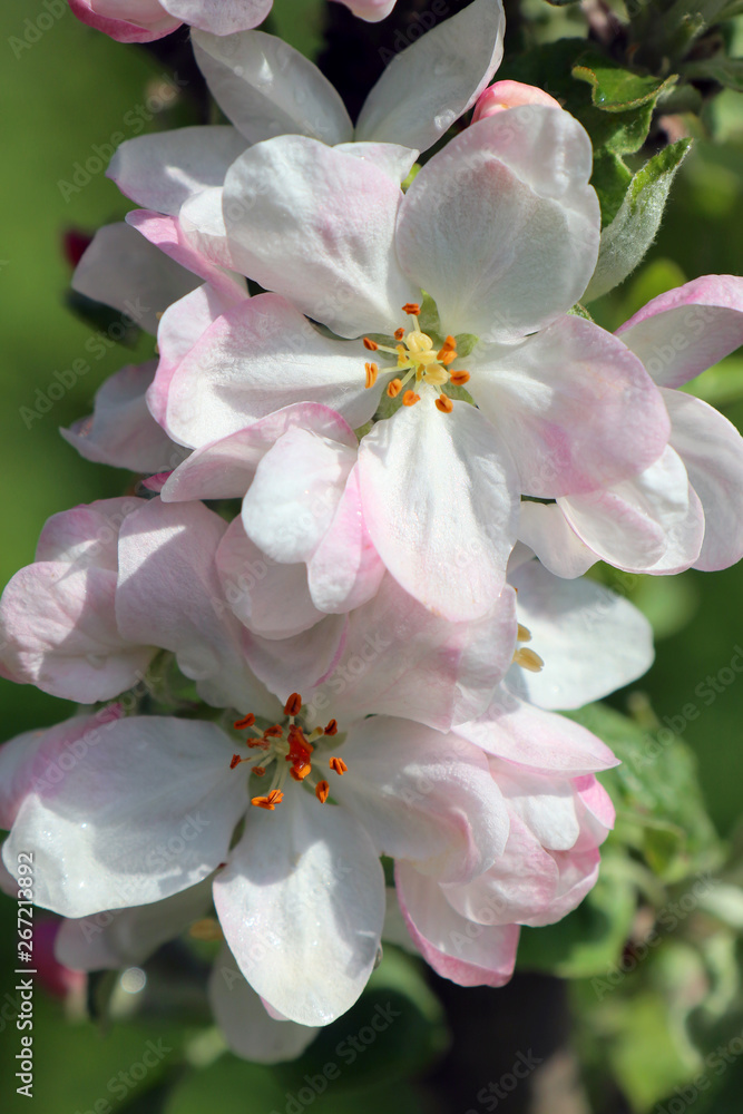 flowers of apple tree