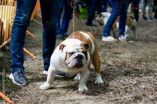 Bulldog breed dogs at the show. Spring, beautiful, purebred dogs, close-up, portrait. © elena