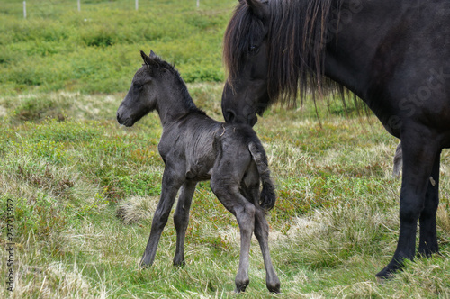 newborn foal and mare in the field