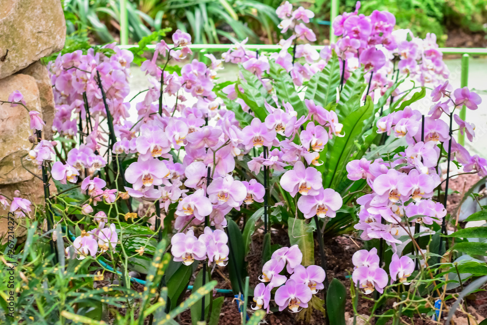 Obraz premium Colorful Dendrobium orchids