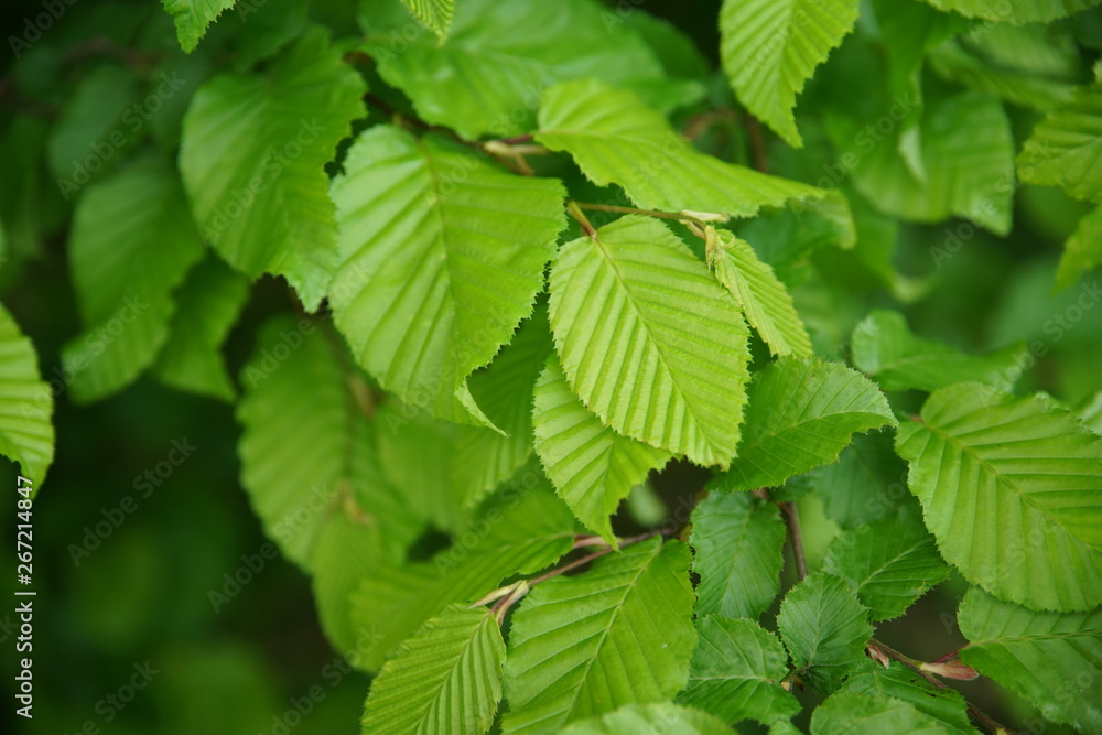 Hainbuche (Carpinus Betulus) Blätter - Birke - keine Buche Hainbuche (Carpinus Betulus) Blätter - Birke - keine Buche