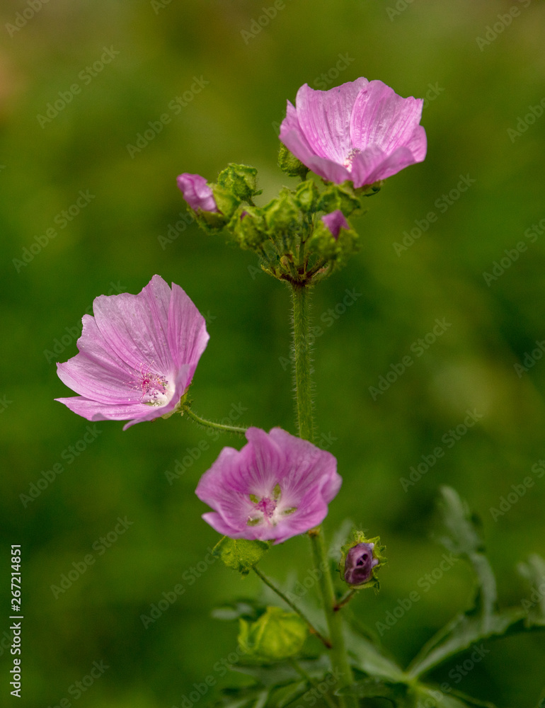 Fototapeta premium pink flower in the garden