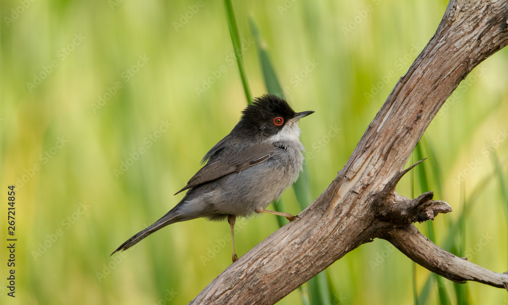 Beautiful Sylvia melanocephala warbler perched on a branch with green background