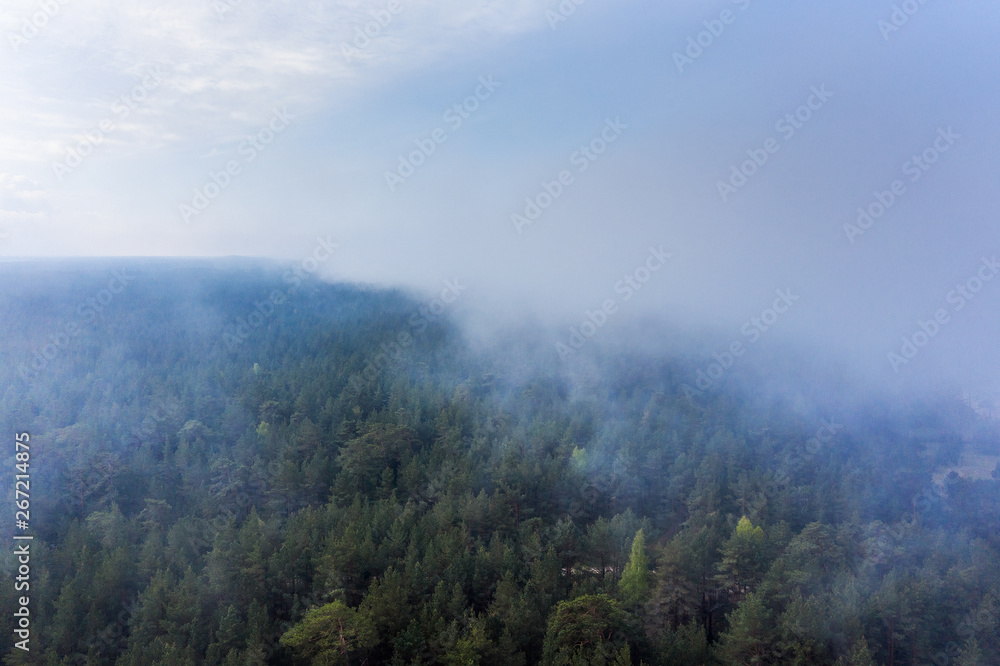 Foggy morning on forest at Baltic sea coast.
