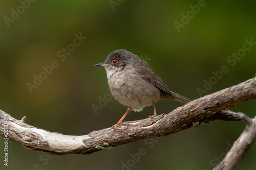 Beautiful Sylvia melanocephala warbler perched on a branch with green background