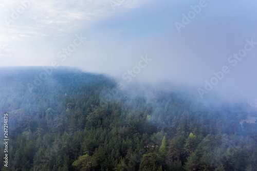 Foggy morning on forest at Baltic sea coast.