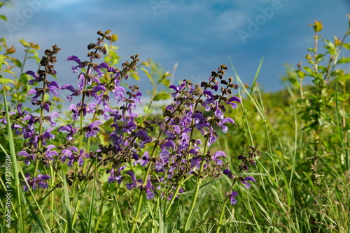 Wiesensalbei in freier Natur