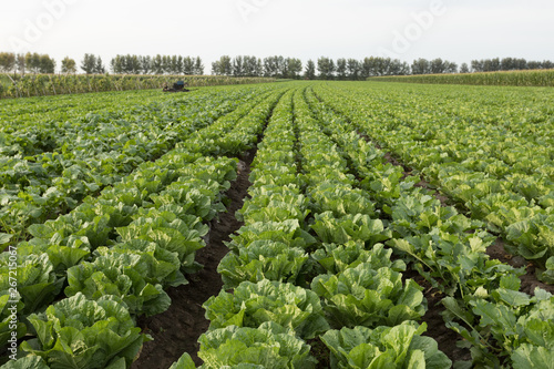 chinese cabbage crops in growth at field © lzf