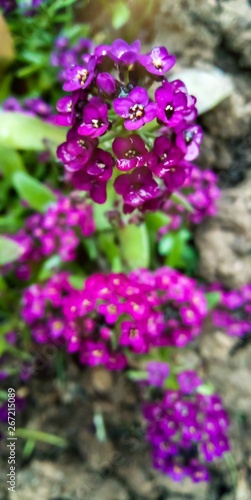 purple flowers in the garden