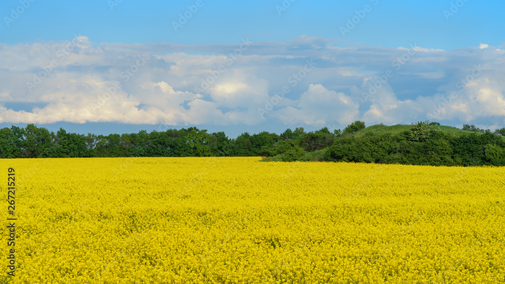 rapeseed flowers bloom on the field