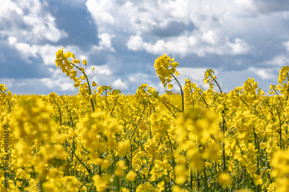 Yellow field of rape, cole.
