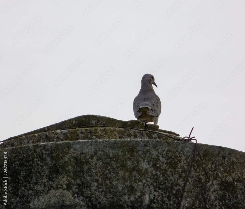 Obraz premium Contemplative dove over a water tank