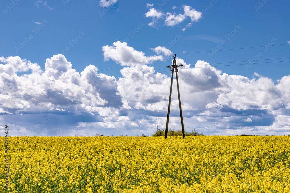 Yellow field of rape, cole.